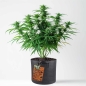 Preview: Grow Pot Coco Mix